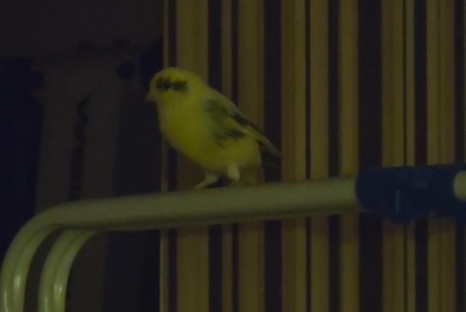 Fundmeldung Vogel Unbekannt Montreuil Frankreich