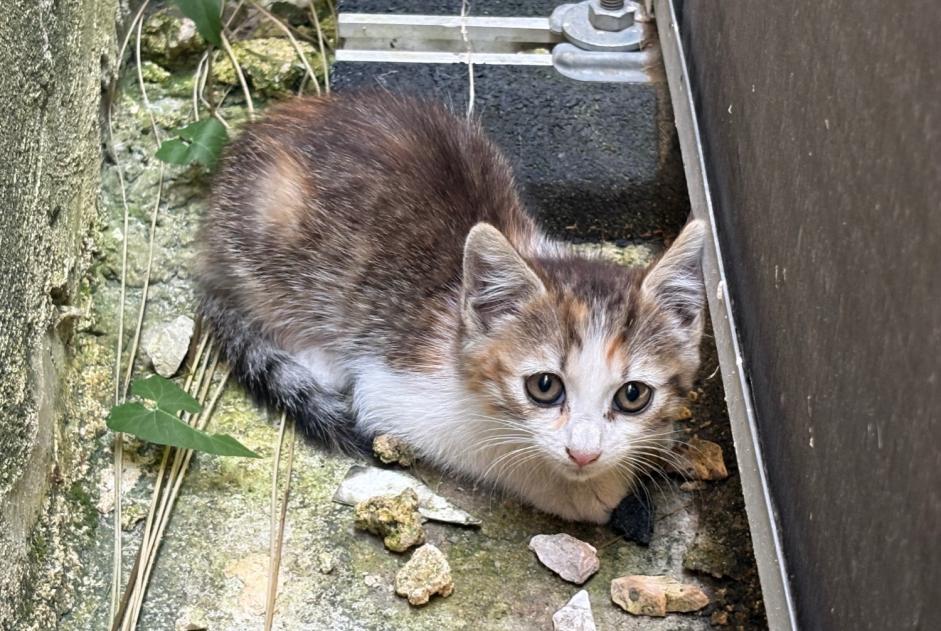 Discovery alert Cat Unknown Bizanos France