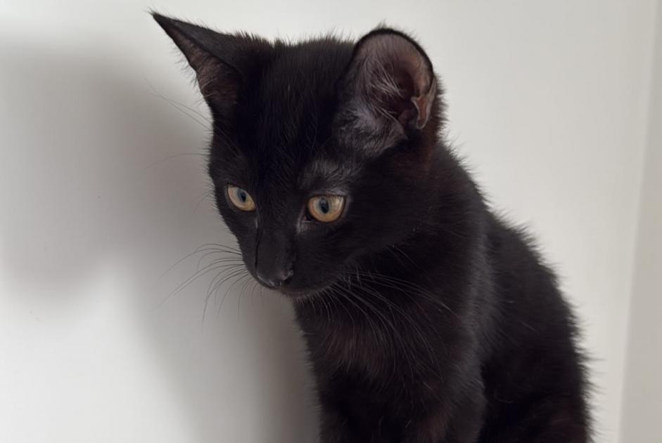 Discovery alert Cat Male Aulnay-sous-Bois France