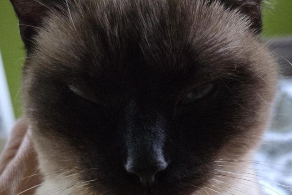 Disappearance alert Cat  Female , 1 years Le Blanc-Mesnil France