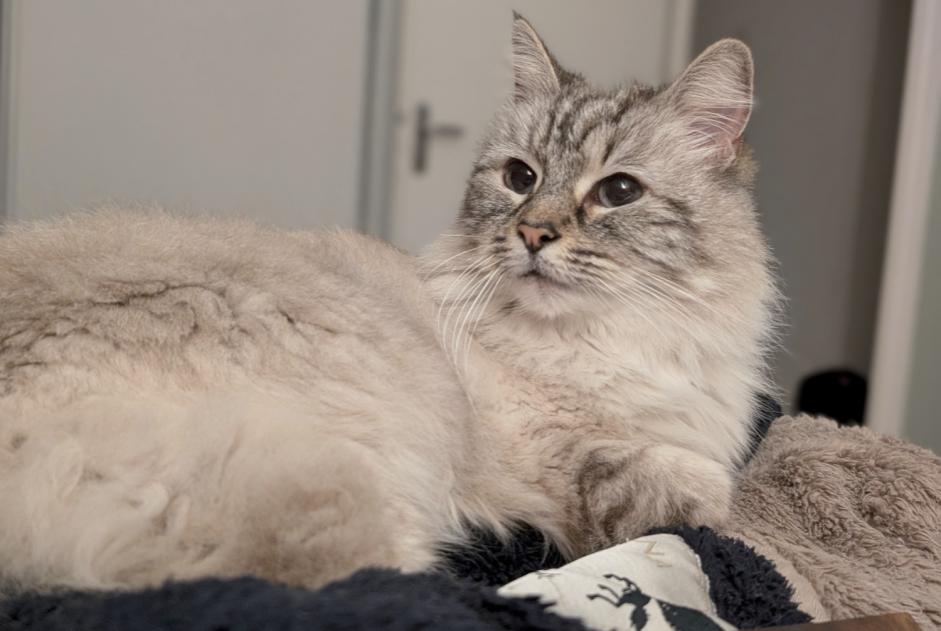 Alerta de Desaparición Gato cruce Hembra , 13 años Mérignac Francia
