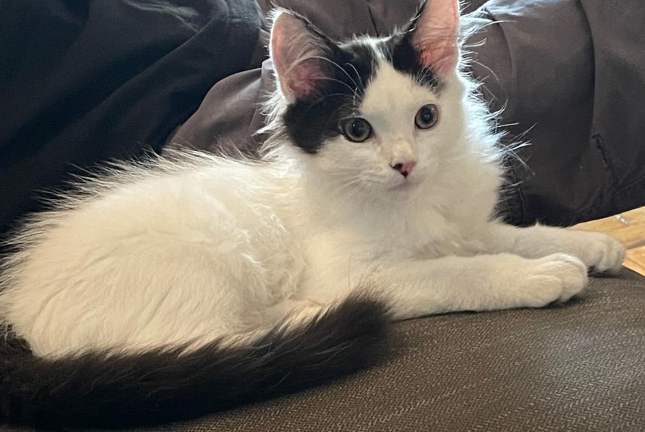 Alerte Disparition Chat Mâle , 0 ans Aulnay-sous-Bois France