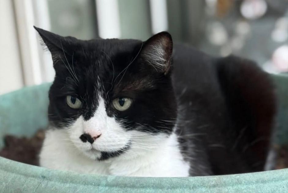 Alerte Disparition Chat Femelle , 10 ans Coubron France Alerte Disparition Chat Femelle , 10 ans Coubron France