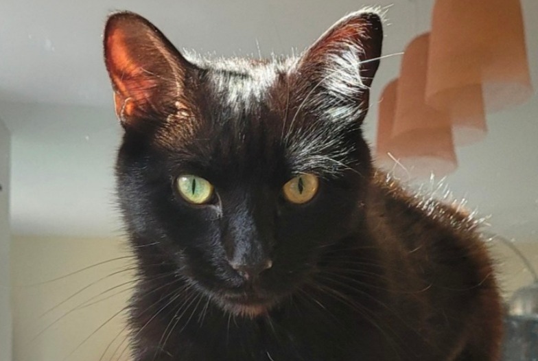 Alerte Disparition Chat Mâle , 5 ans Saint-Ouen-sur-Seine France
