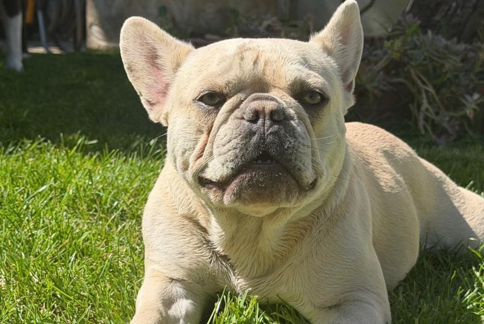 Alerte Disparition Chien  Femelle , 1 ans Le Blanc-Mesnil France
