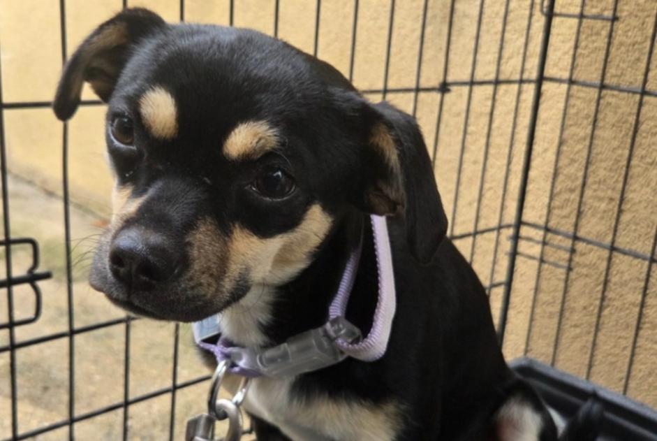 Alerte Découverte Chien croisement Mâle Bondy France