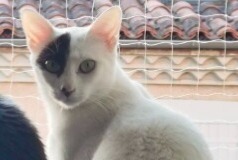 Avviso scomparsa Gatto Femmina , 1 anni Pamiers Francia Avviso scomparsa Gatto Femmina , 1 anni Pamiers Francia