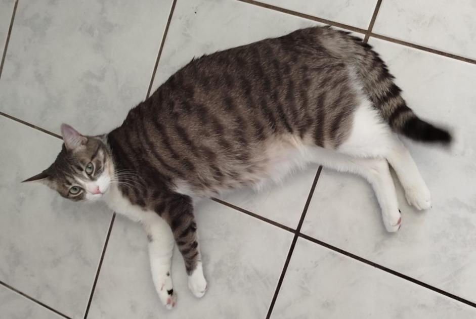 Avviso scomparsa Gatto  Maschio , 2 anni Les Rousses Francia
