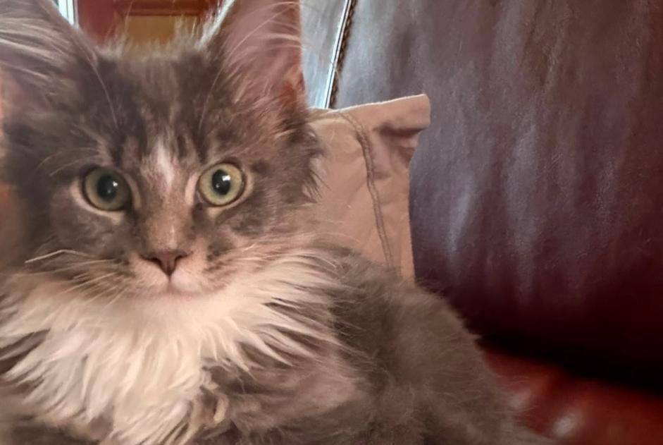 Avviso scomparsa Gatto  Femmina , 0 anni Montreuil Francia