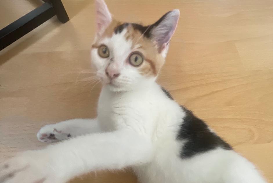 Avviso Ritrovamento Gatto Femmina Laval Francia Avviso Ritrovamento Gatto Femmina Laval Francia
