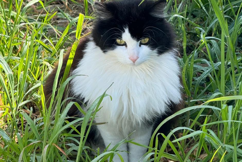 Alerta desaparecimento Gato cruzamento Macho , 5 anos Aigrefeuille France Alerta desaparecimento Gato cruzamento Macho , 5 anos Aigrefeuille France